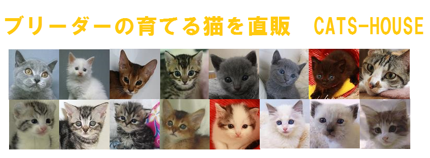 ブリーダーの育てる子猫を直販CATS-HOUSE