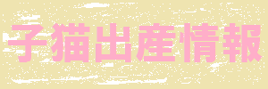 最新子猫販売情報